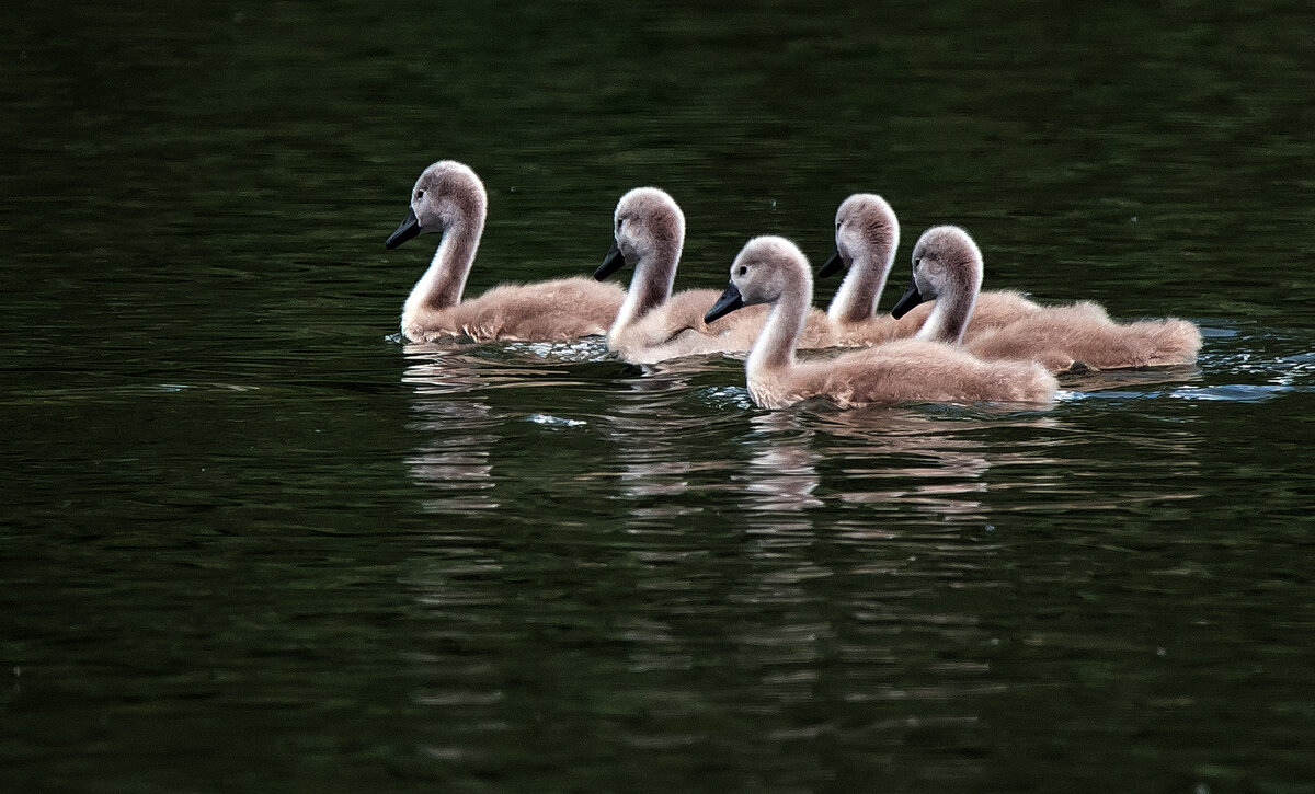 Юные лебеди. - Владимир Безбородов Юные лебеди. - Владимир Безбородов