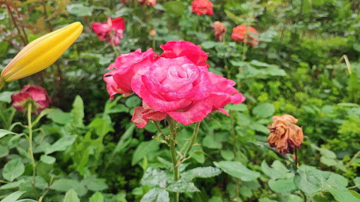 ,,, - Сергей Тимоновский