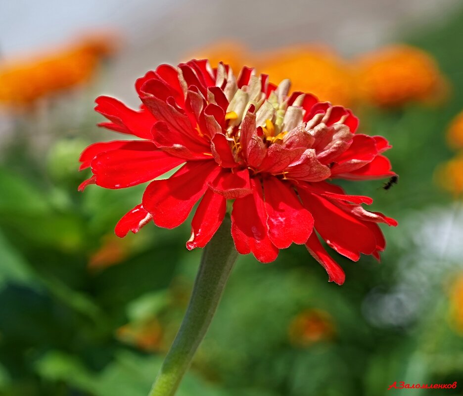 Мотивы конца июля... - Андрей Заломленков