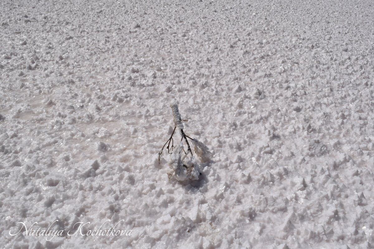 Природа Крыма - Amazing Cosmea