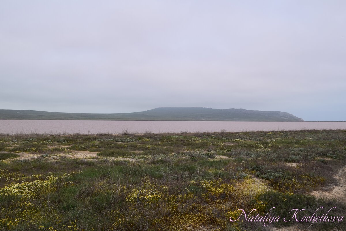 Природа Крыма - Amazing Cosmea