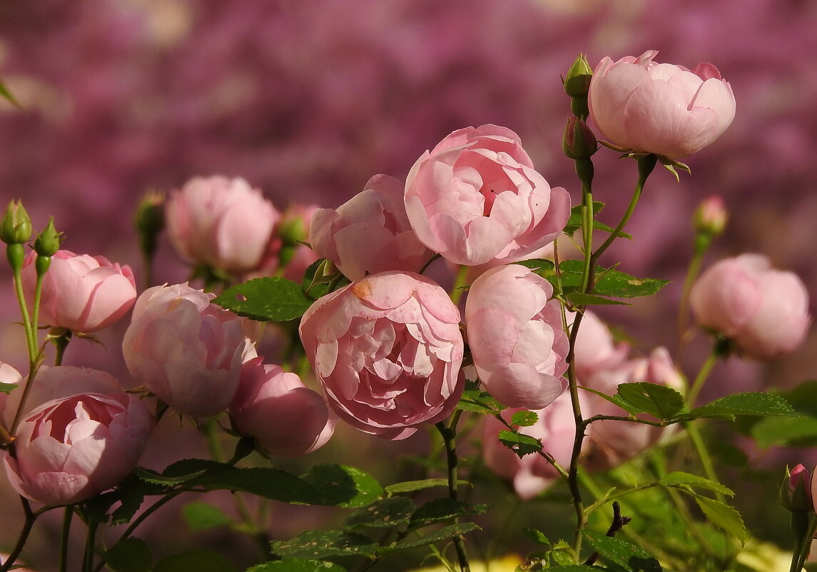 **** - ИННА ПОРОХОВА **** - ИННА ПОРОХОВА