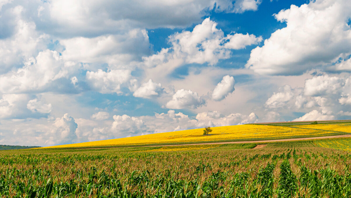 "-" - Светлана Фокша