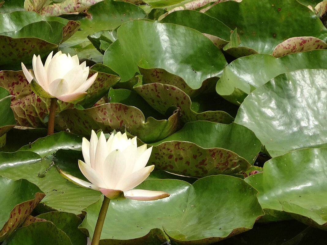 Водяные лилии - Лидия Бусурина