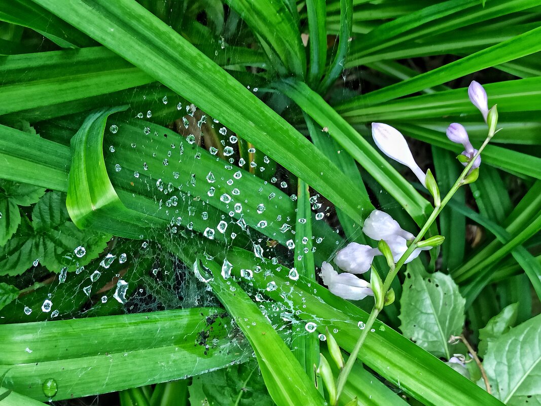 Алмазная паутинка - veilins veilins