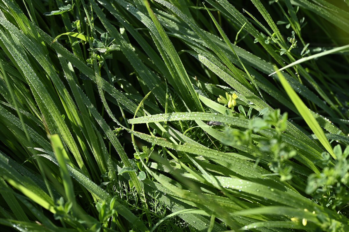 Летнее утро - Ольга 