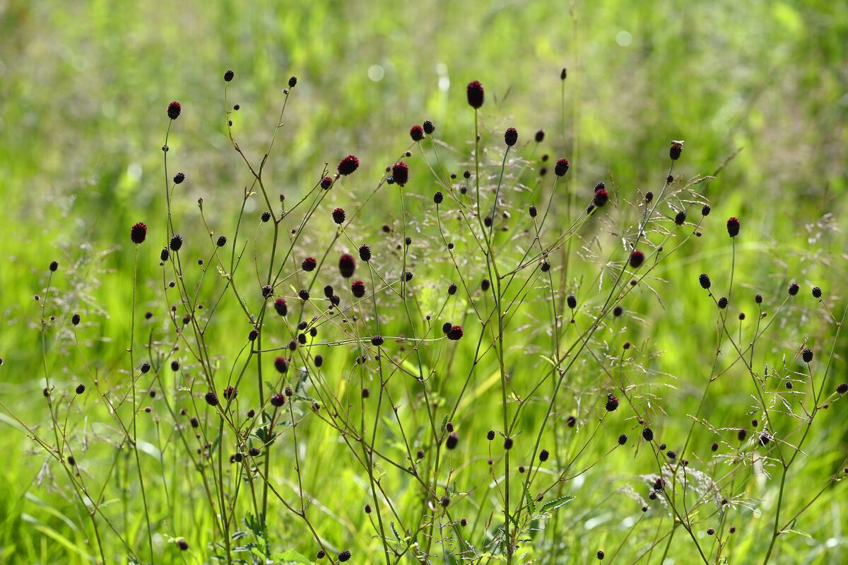 Летние картинки - Ольга 