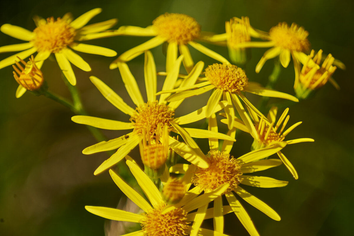 Крестовник Якова - Александр Леонов