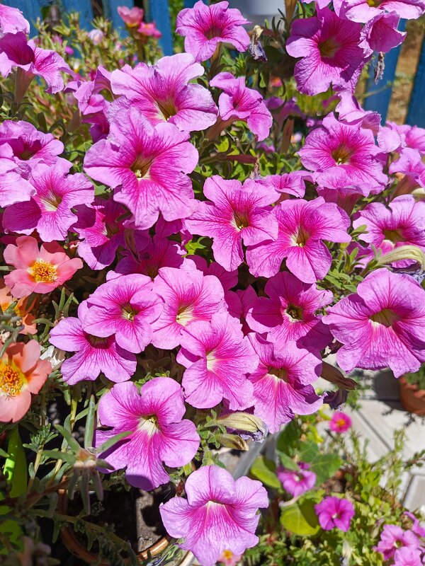 Петунии - Татьяна Пальчикова