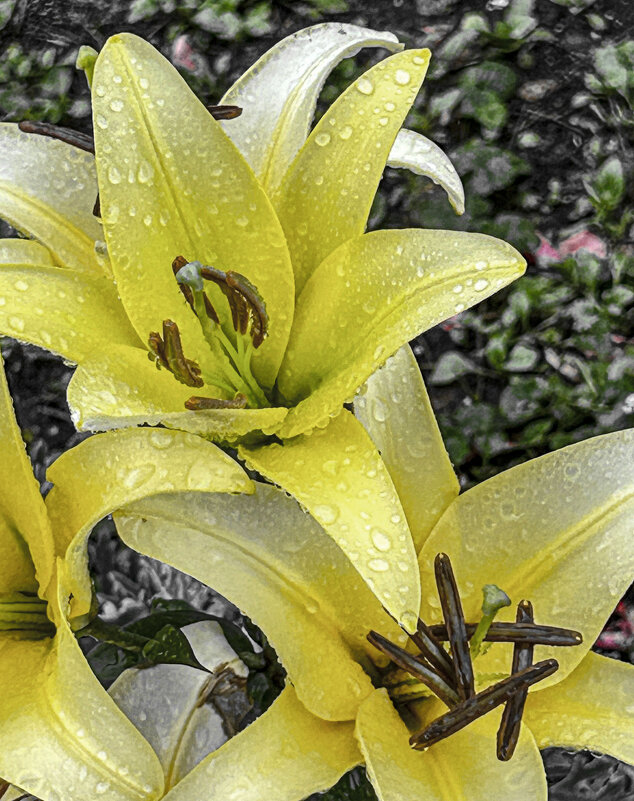 Лилия - Oleg4618 Шутченко