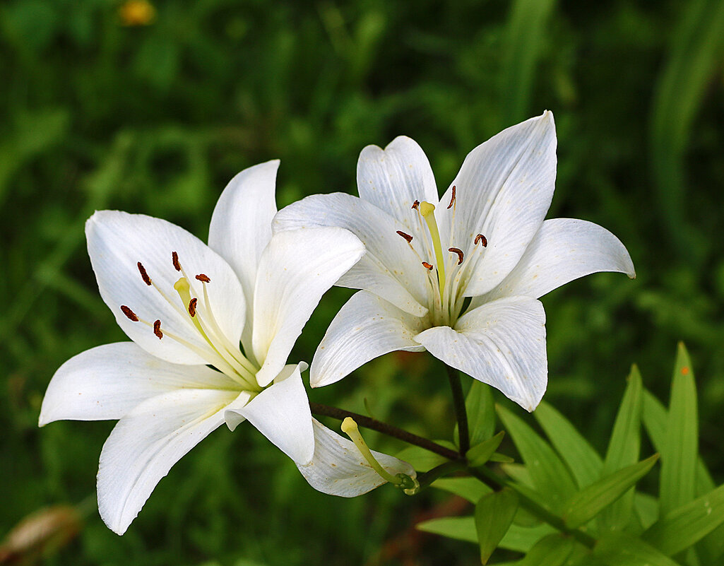 Парочка белоснежных - Светлана 