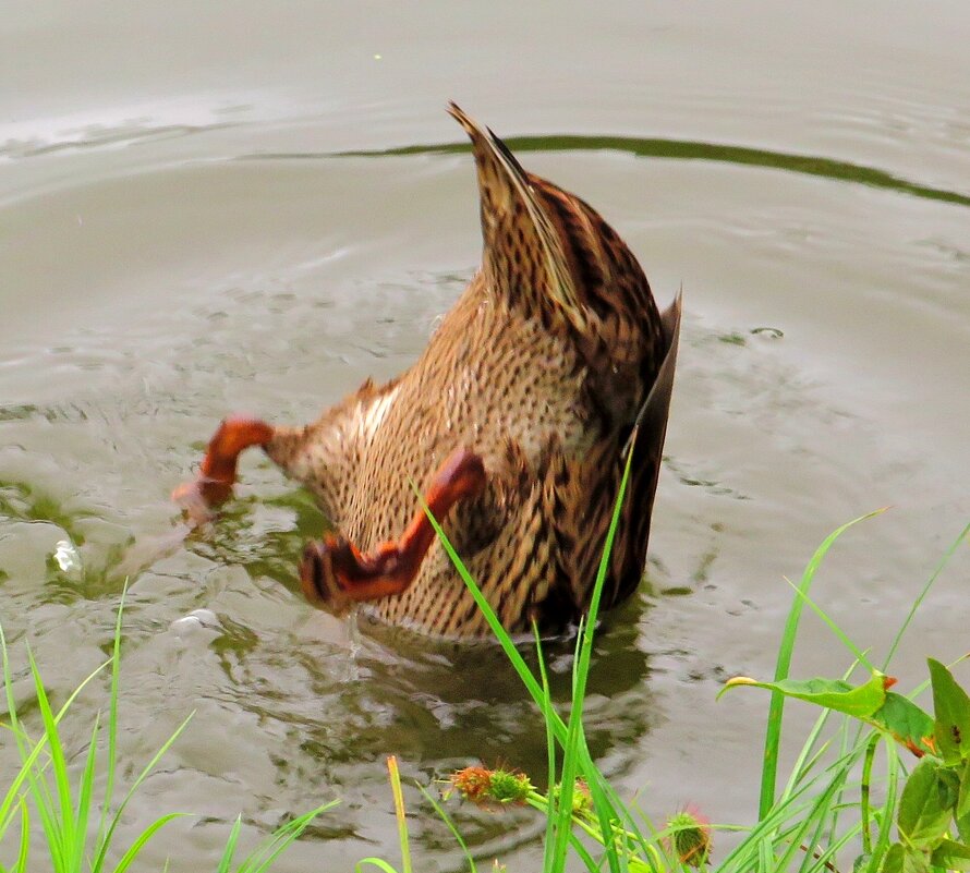 Погружение - Андрей Снегерёв