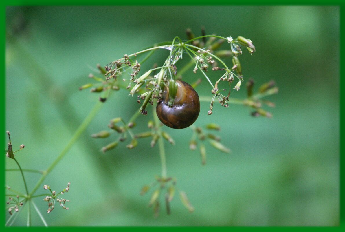 После дождя - marmorozov Морозова После дождя - marmorozov Морозова