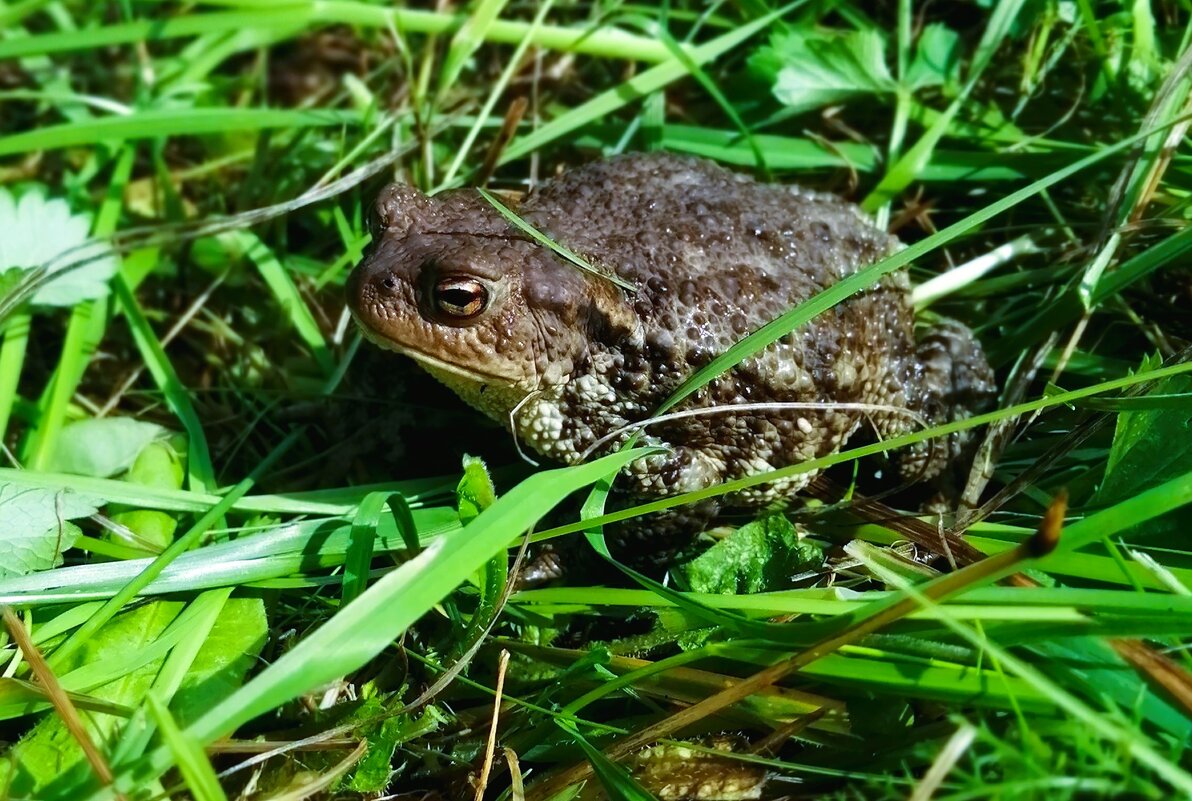 Обыкновенная жаба - Сергей Ц