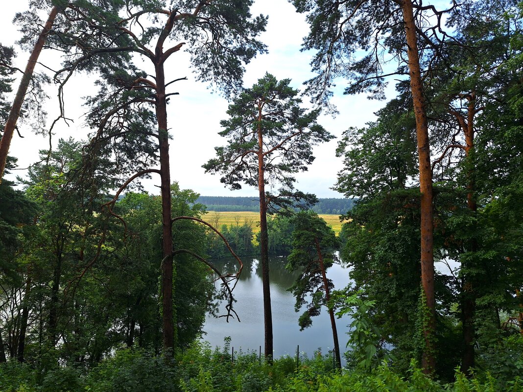 Сосны - Наталья 