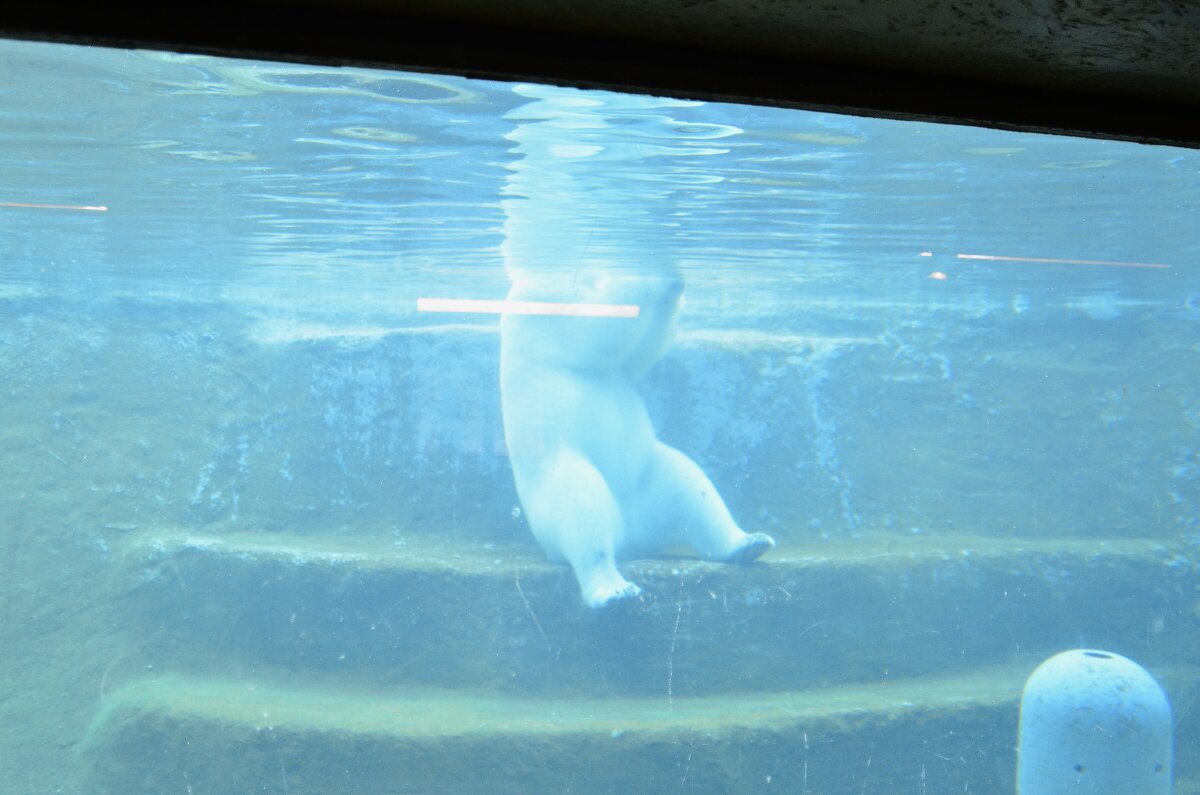 Купание белого медведя. - Наталья Вязигина