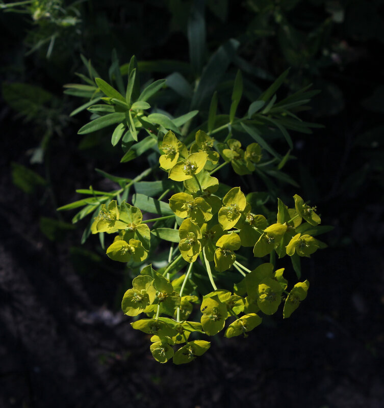 Молочай лозный - Наталья Лунева 