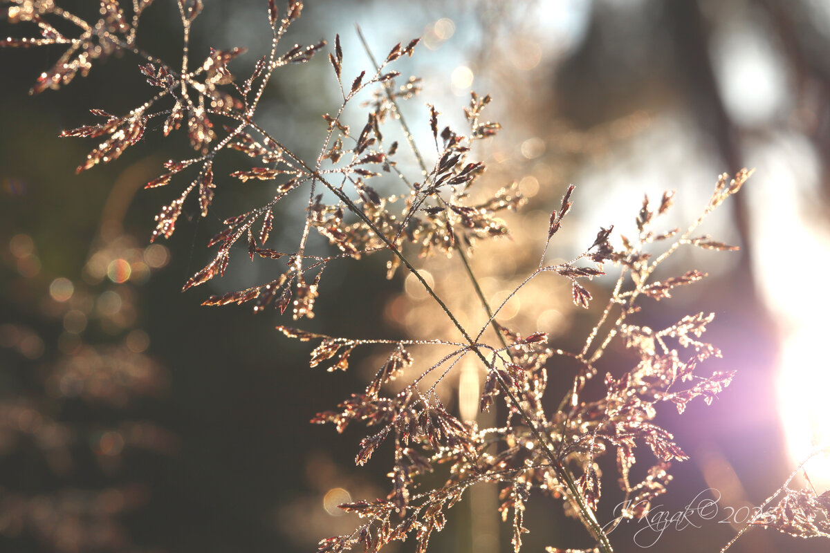 *** - Елена Kазак (selena1965)