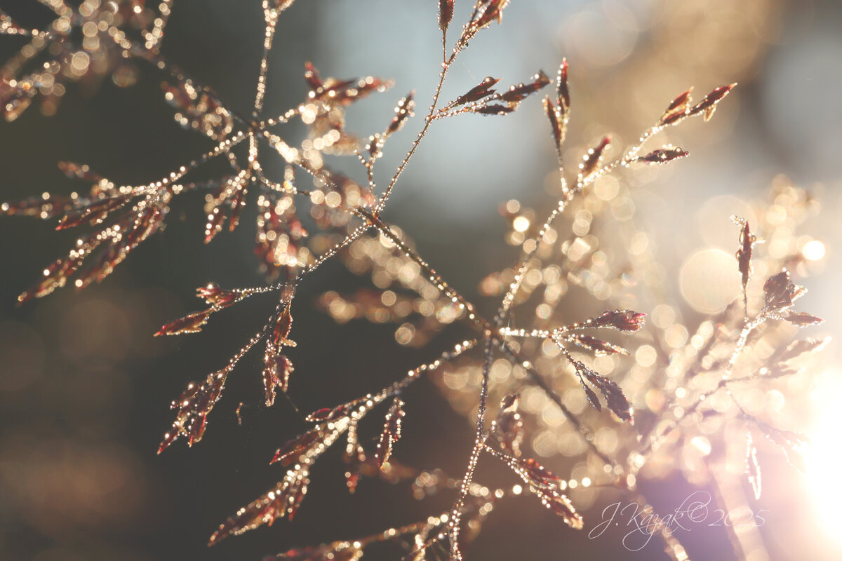 *** - Елена Kазак (selena1965) *** - Елена Kазак (selena1965)