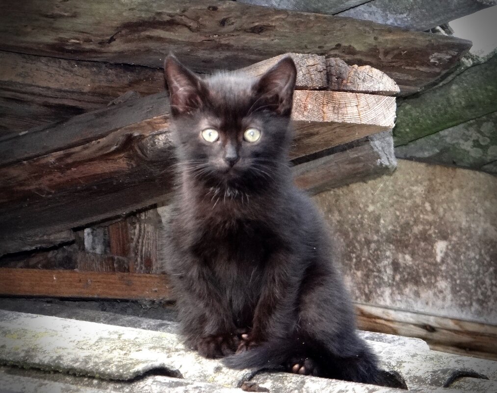 Испугался котенок - Антонина Гугаева