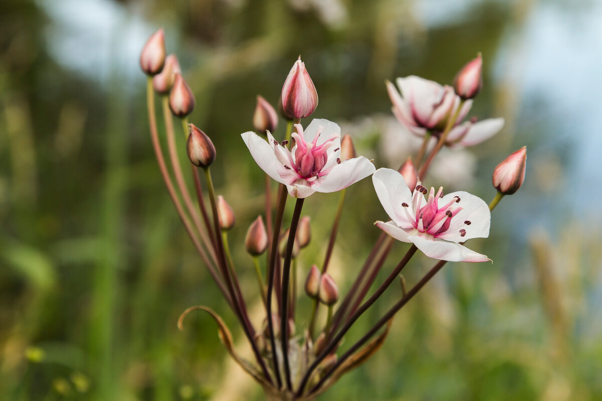 Сусак болотный - Алексей Булак