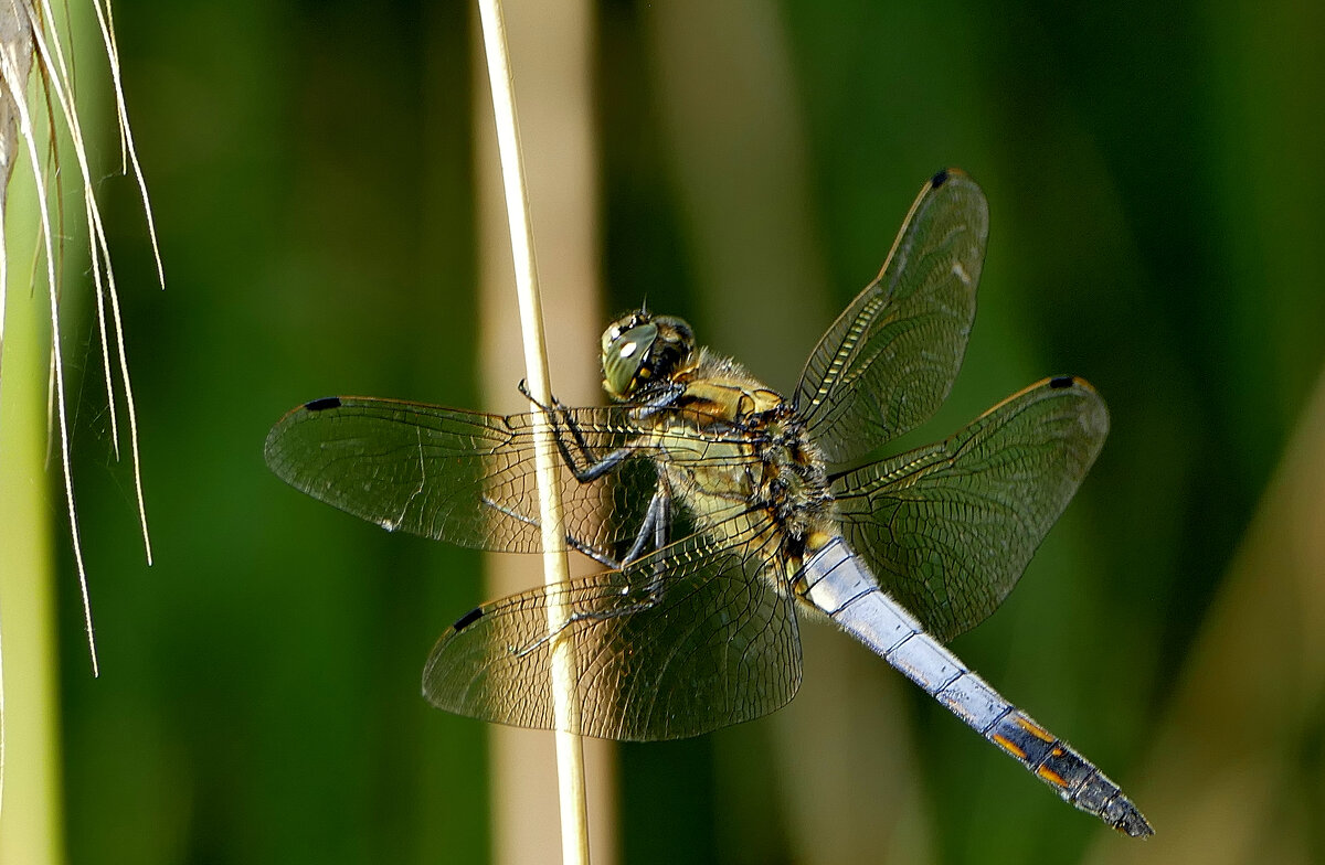 сегодняшние стрекозки 3 - Александр Прокудин