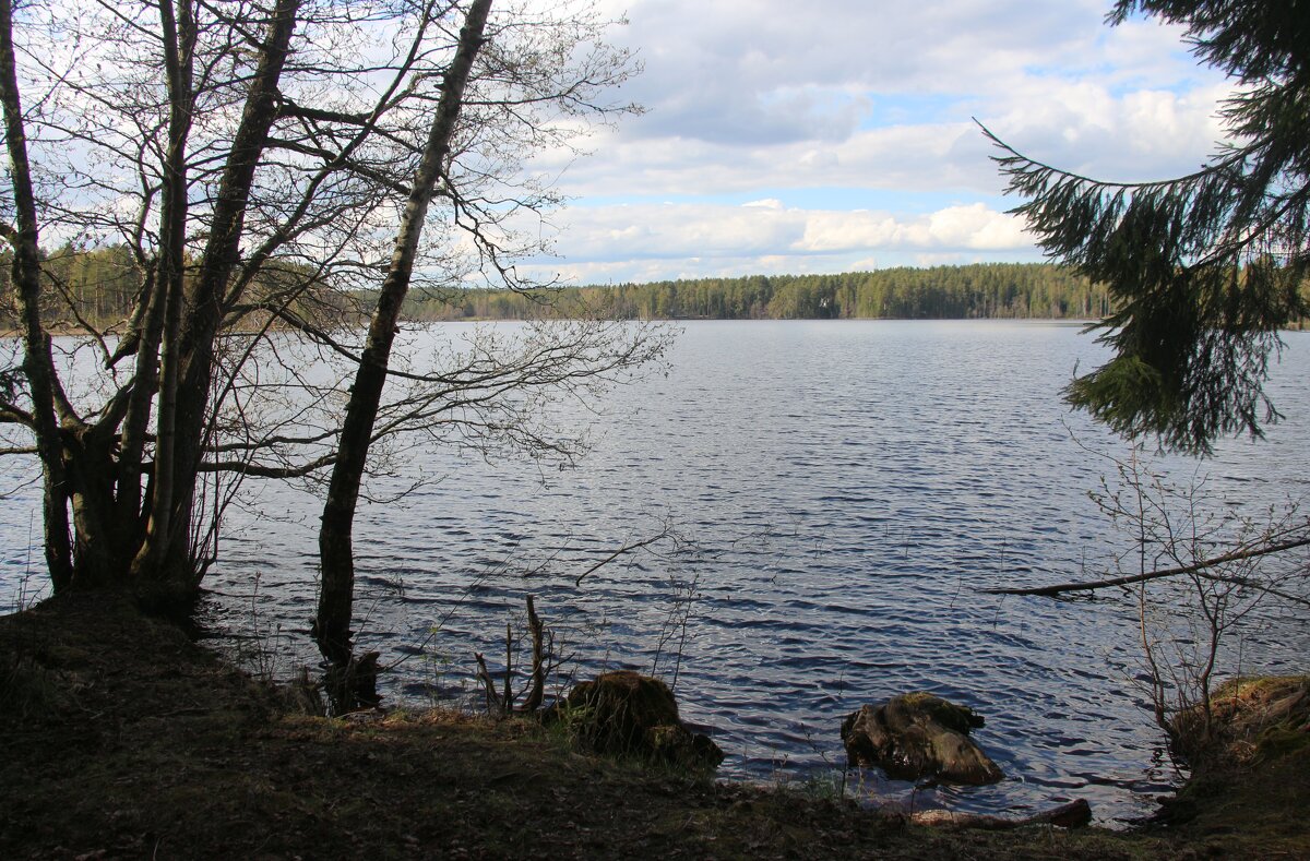 Комарово. Озеро Щучье - Наталья Герасимова