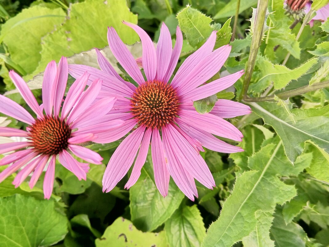 Эхинацея - Сапсан Эхинацея - Сапсан