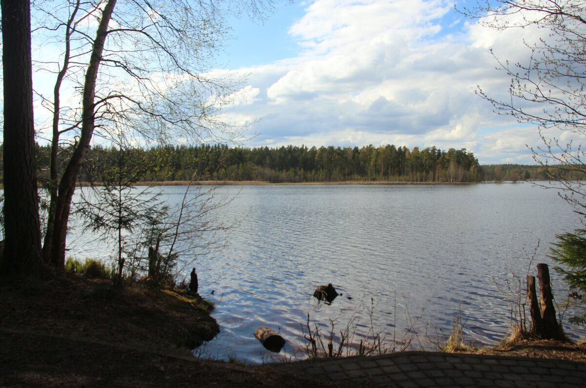 Комарово. Озеро Щучье - Наталья Герасимова