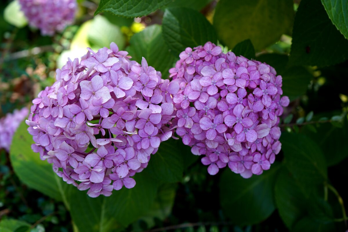 Гортензия - Татьяна Тюменка