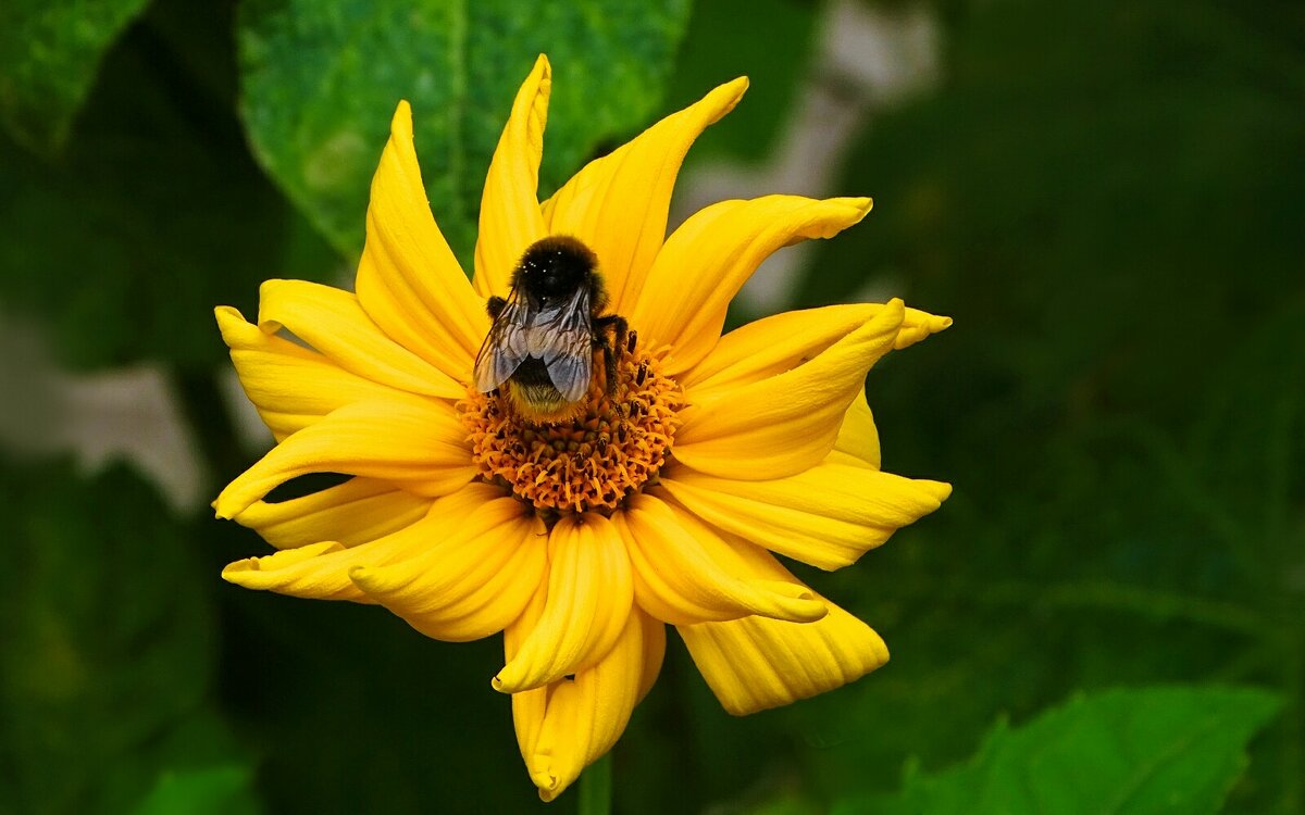 Картинка лета. - Милешкин Владимир Алексеевич 