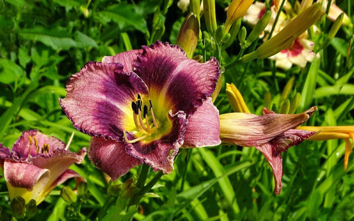 Цветы на городских клумбах. - Милешкин Владимир Алексеевич Цветы на городских клумбах. - Милешкин Владимир Алексеевич