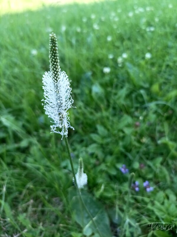 Подорожник - Veera V