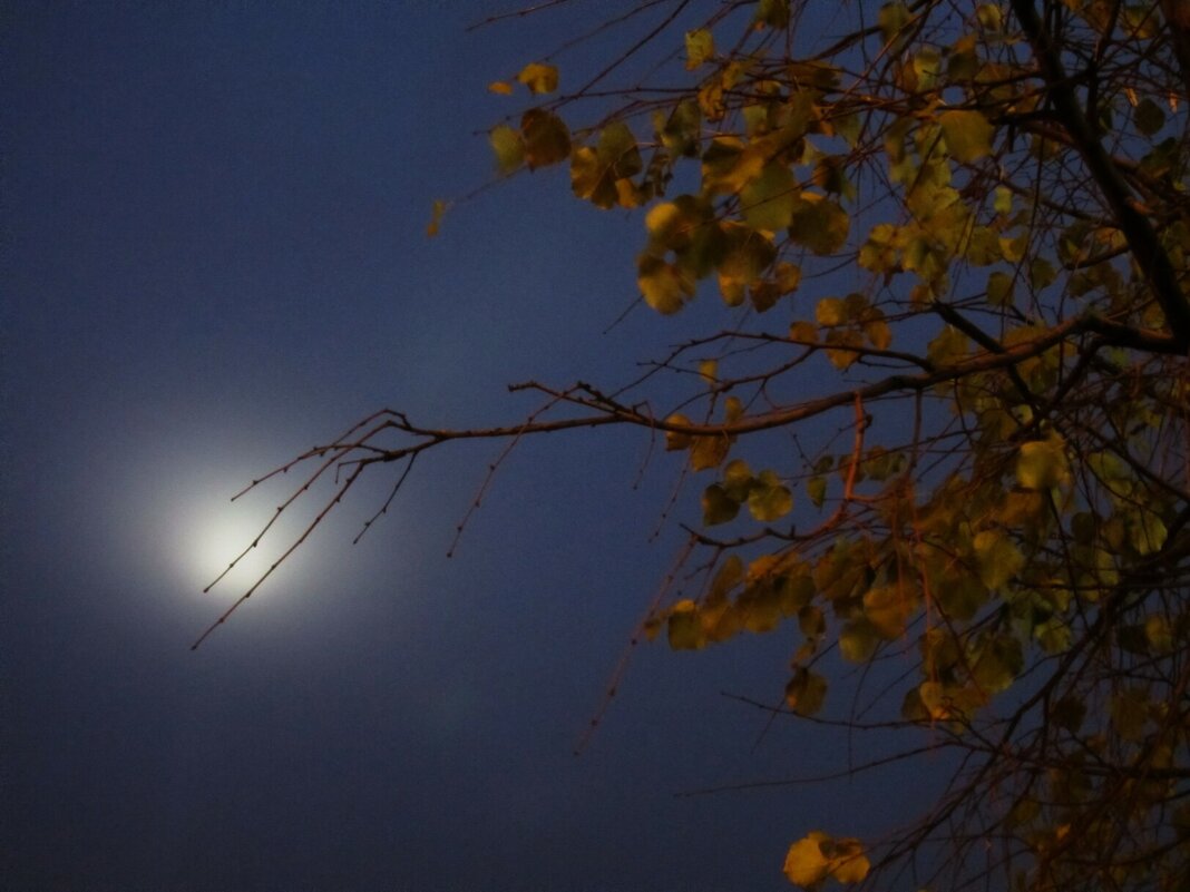 Ночь - Натали 