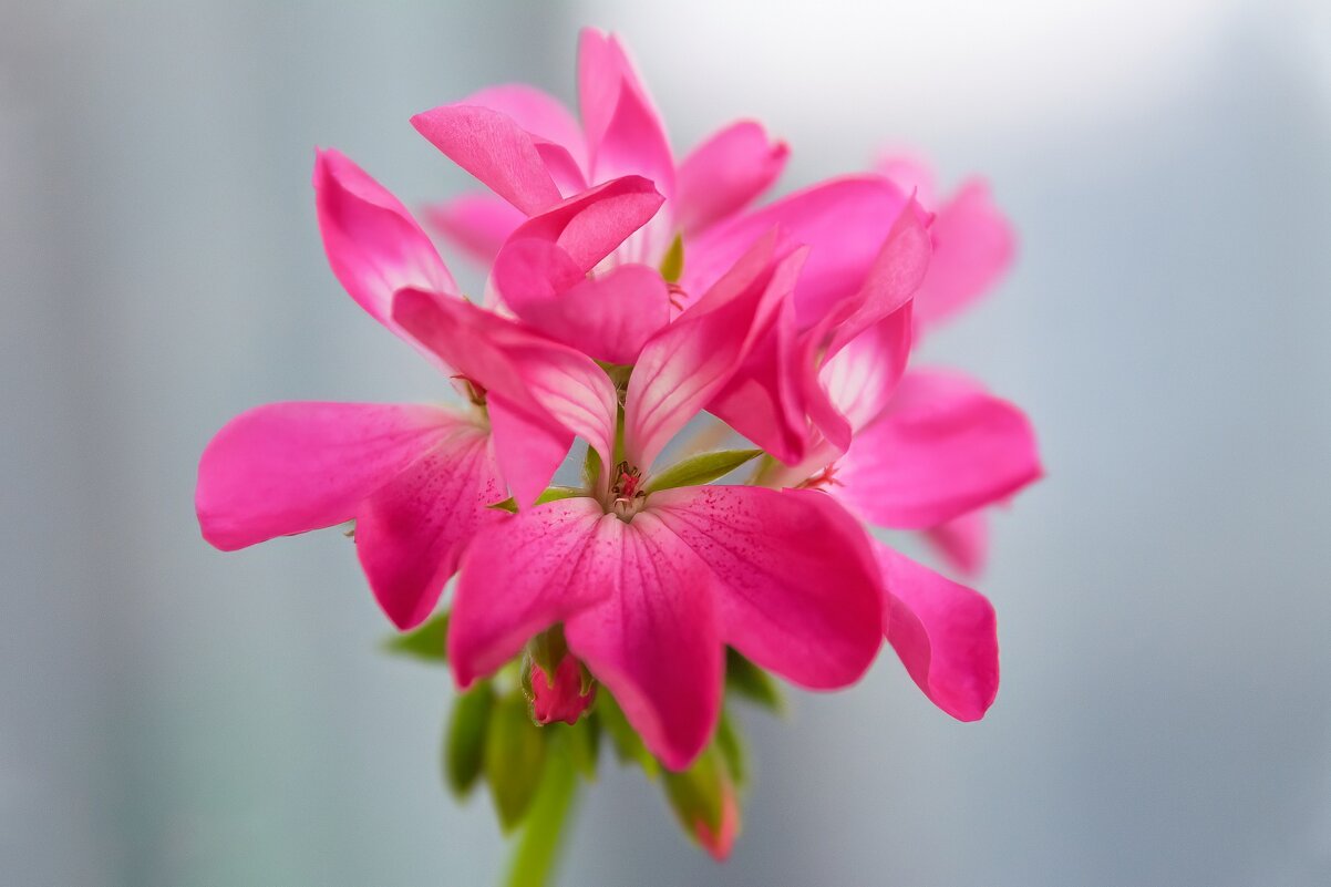 *** - Виктор Иванович Чернюк *** - Виктор Иванович Чернюк