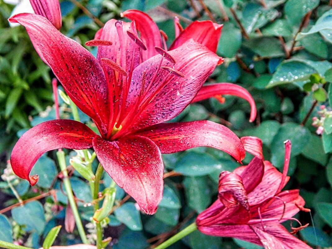 Лилия - цветок РАдости! - Елена Хайдукова ( Elena Fly ) Лилия - цветок РАдости! - Елена Хайдукова ( Elena Fly )