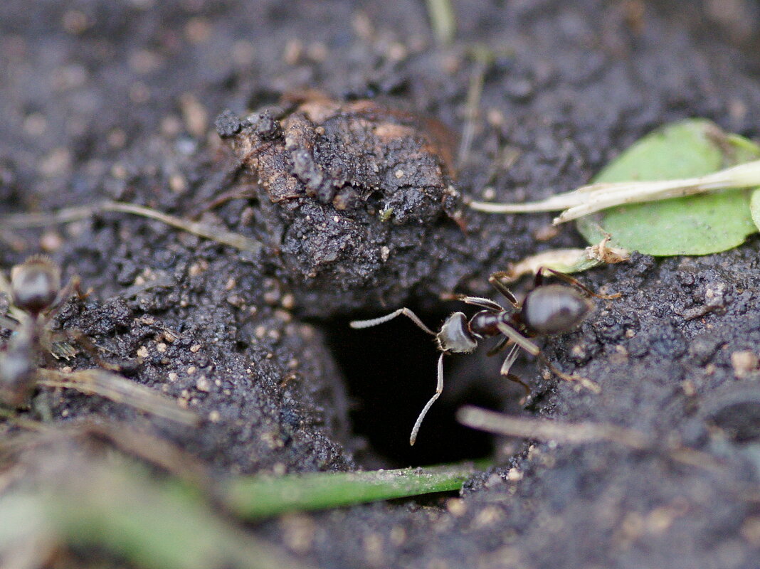 Муравей у норки... - Андрей Катков Муравей у норки... - Андрей Катков