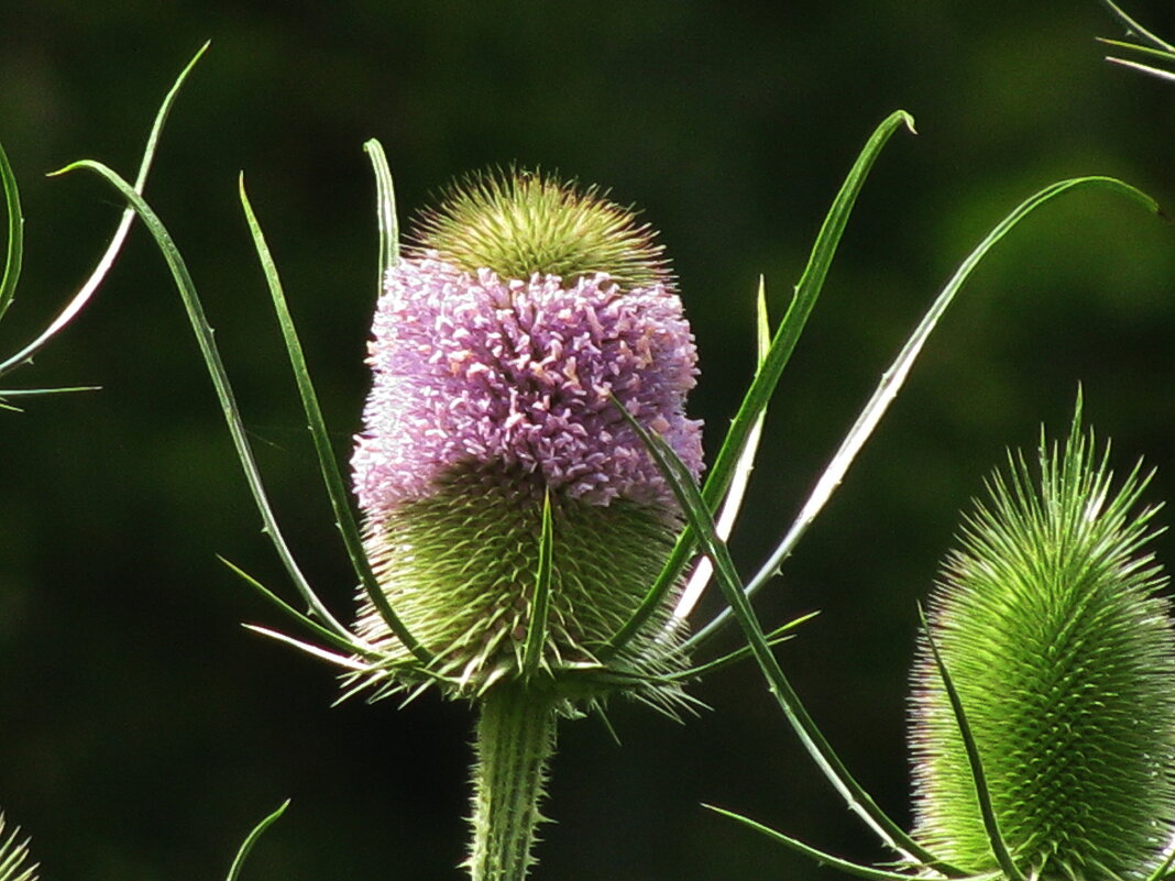 Ворсянка зацвела - Людмила Смородинская