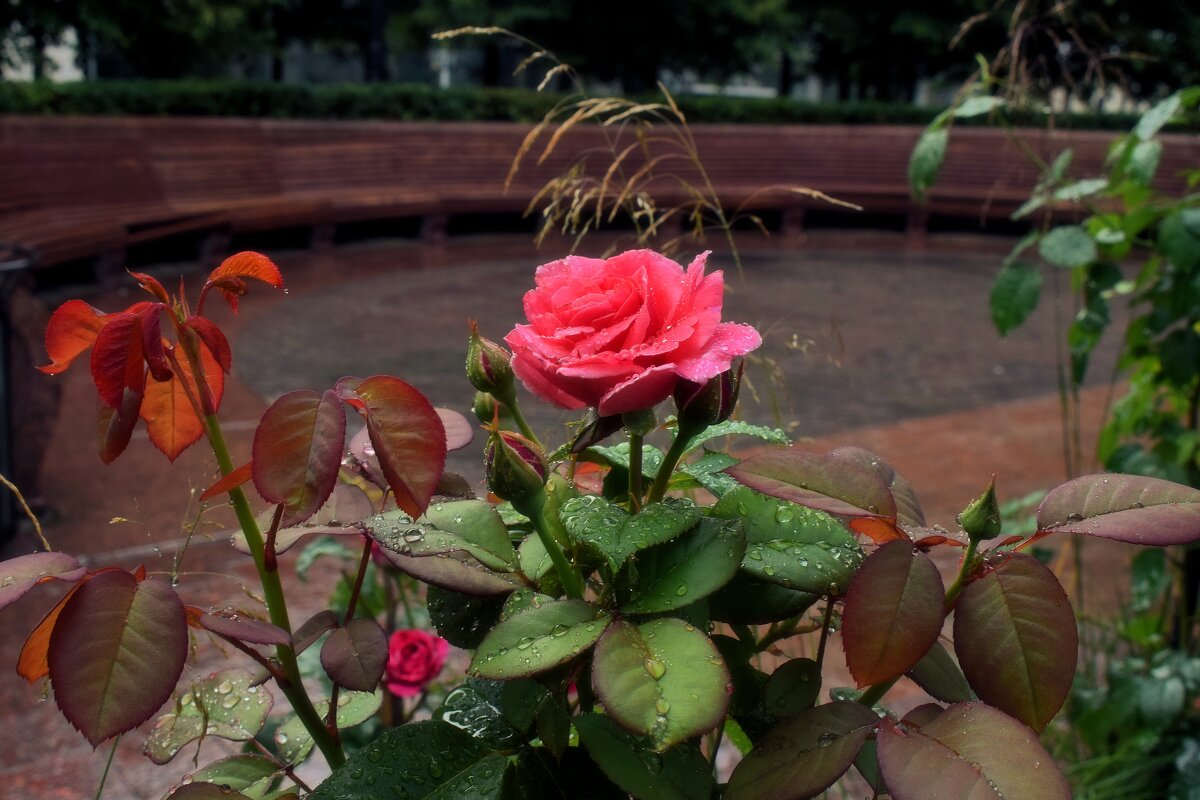 После дождя. - Татьяна Помогалова