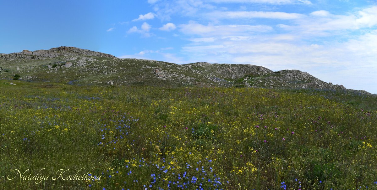 Природа Крыма - Amazing Cosmea