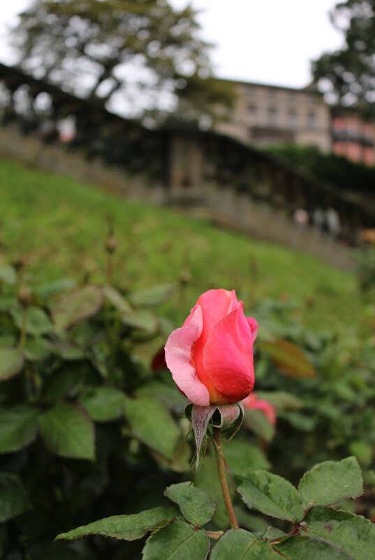 В парках Эдинбурга - Ольга В парках Эдинбурга - Ольга