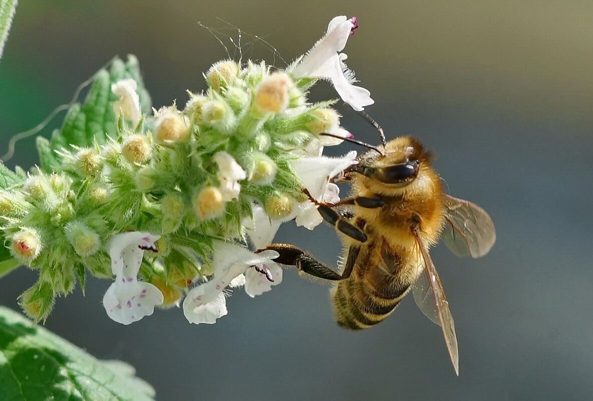 Макро мир вокруг нас... - Николай Саржанов