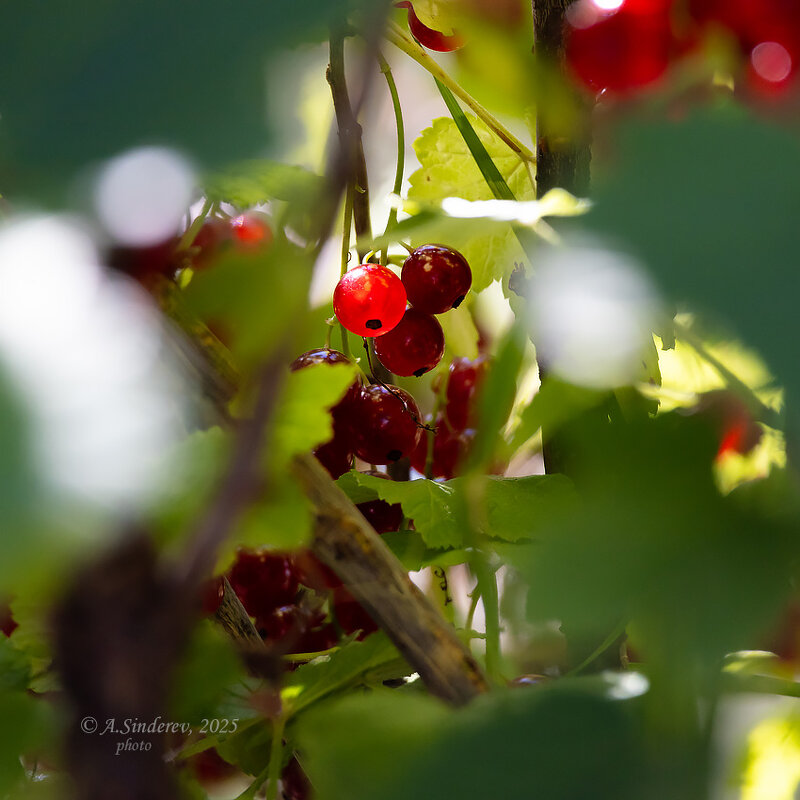 Ягода на солнце - Александр Синдерёв