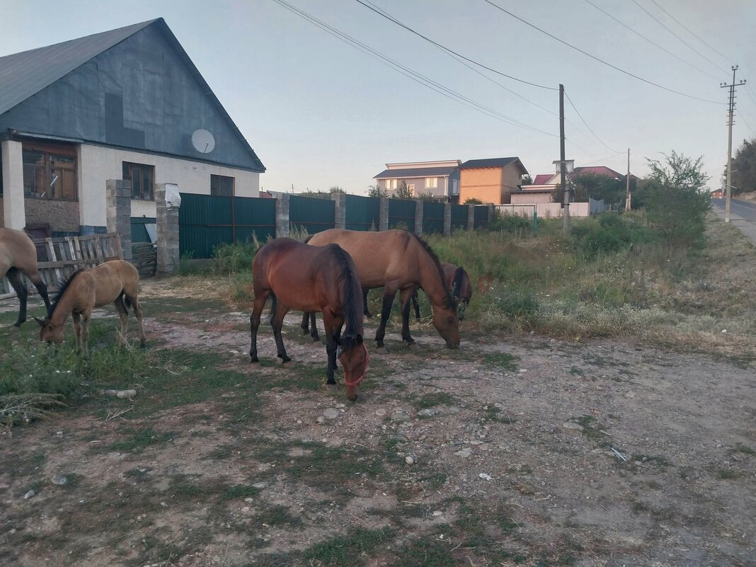 Talgar. - Murat Bukaev 