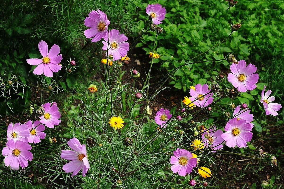 Космея - Рита Симонова Космея - Рита Симонова