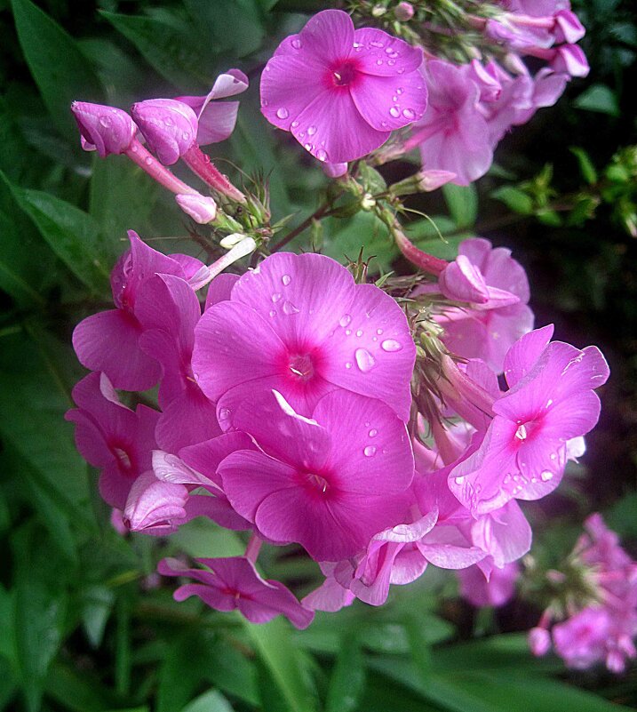 Флоксы - Елена Семигина