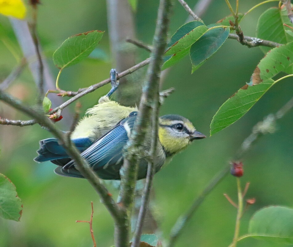 за ягодкой ... - Andrey Bragin за ягодкой ... - Andrey Bragin