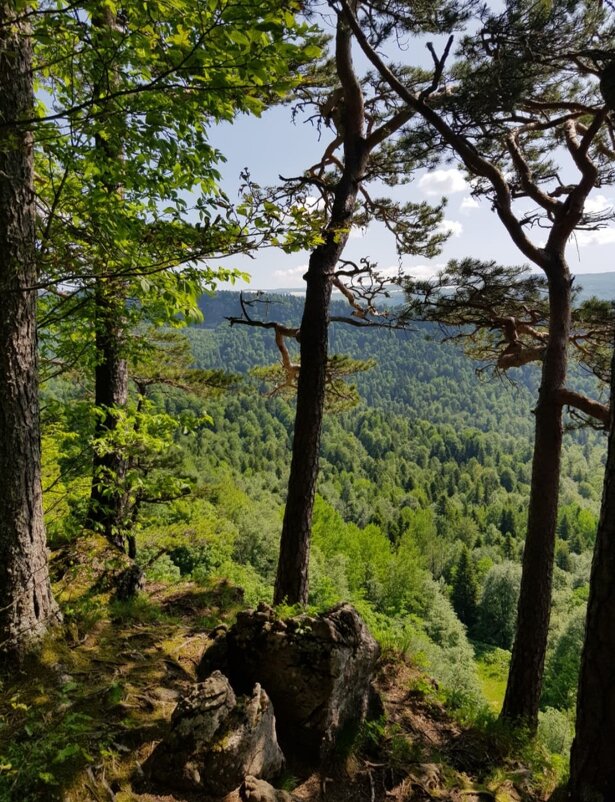 ЛАГОНАКИ - Tata Wolf