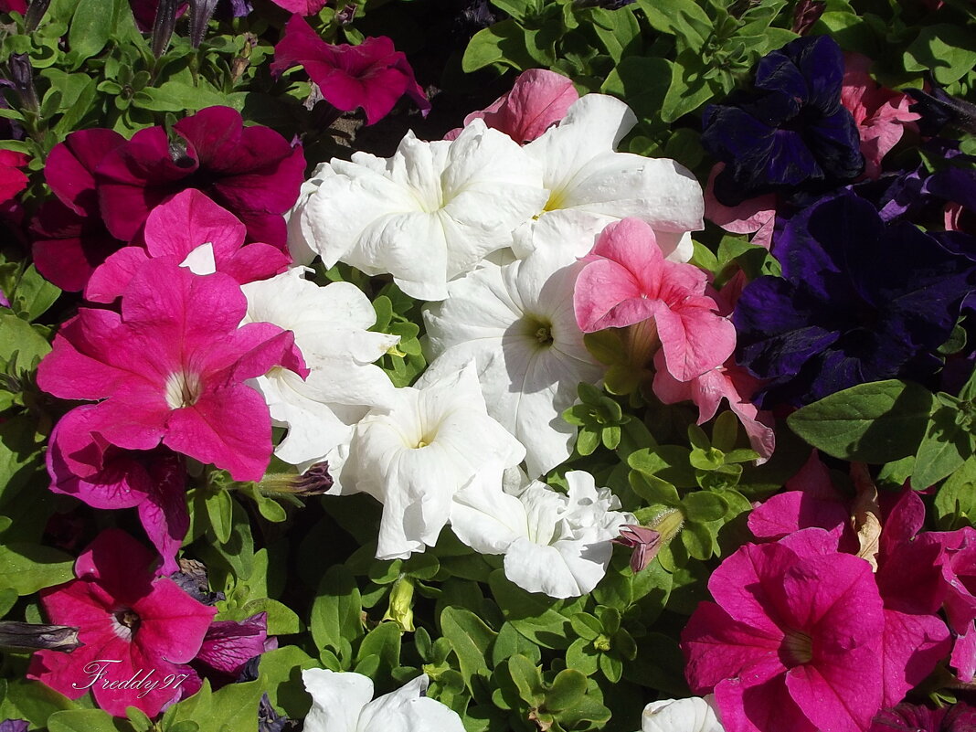 Петунии - Freddy 97