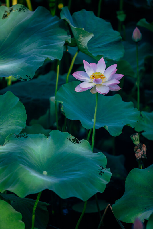 Время лотосов - Дмитрий 